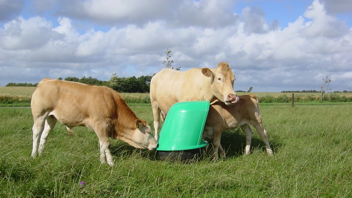 MineralRocker is for supplementation of grazing cattle and horses with free-choice mineral supplements